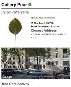 Foto extraída do site oficial de uma Pyrus Calleryana, da 100 East 79 Street.